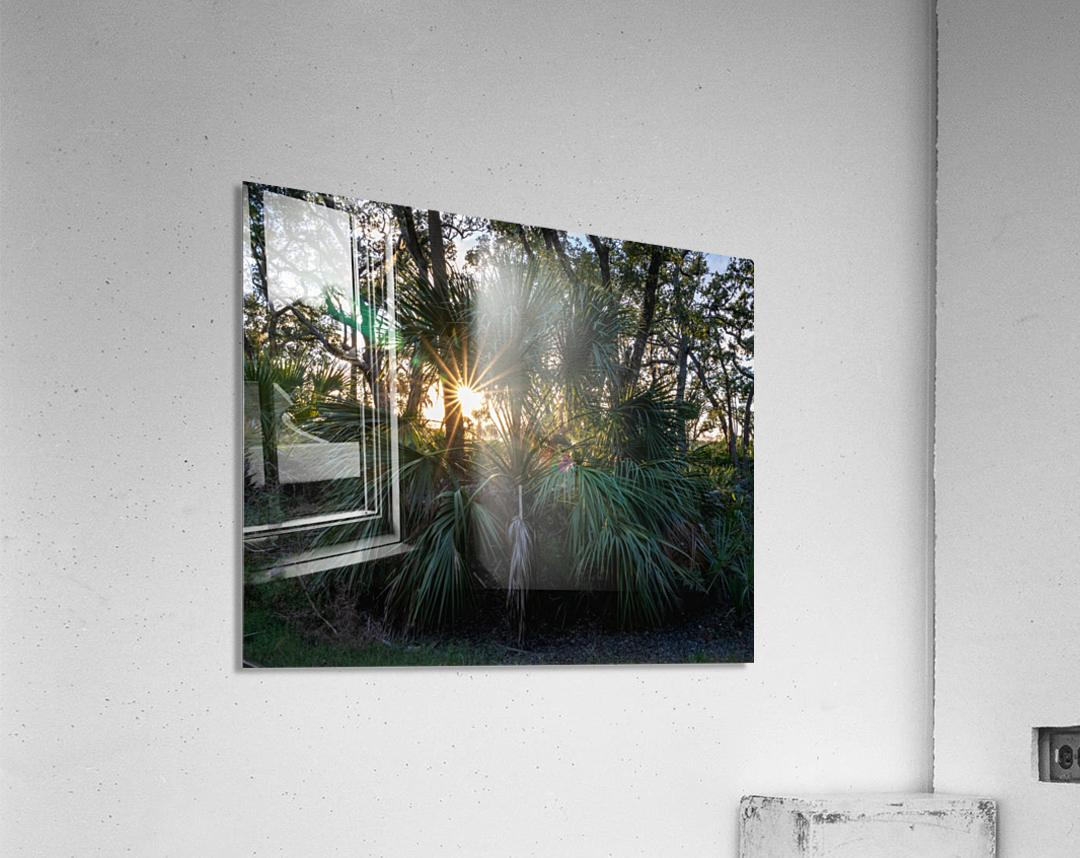 Sunset Through a Palmetto Acrylic Print