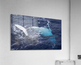 Humpback Whale Rolling Acrylic Print