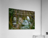 Snowy Egret Acrylic Print