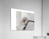 Fiddler Crab Acrylic Print