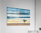Royal Tern Acrylic Print
