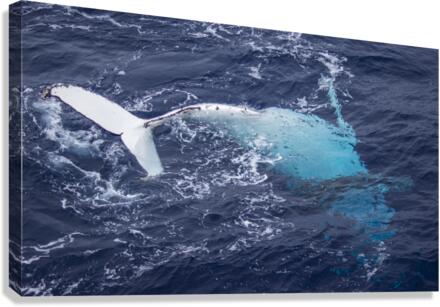 Humpback Whale Rolling Canvas Print
