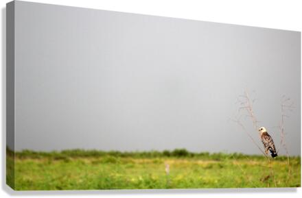 Red Shoulder Hawk Close Canvas Print
