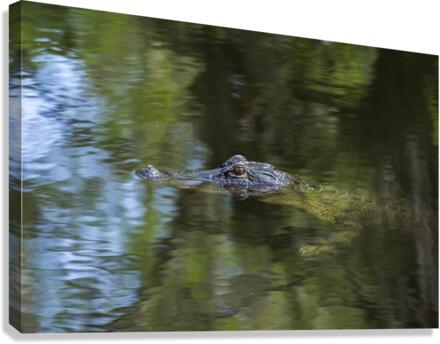 Alligator Swimming  Canvas Print