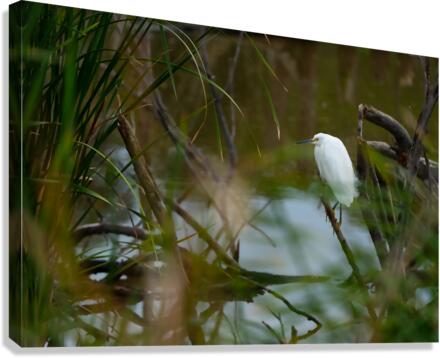 Snowy Egret Canvas Print