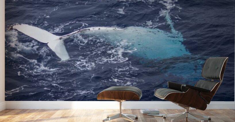 Humpback Whale Rolling Wall Murals