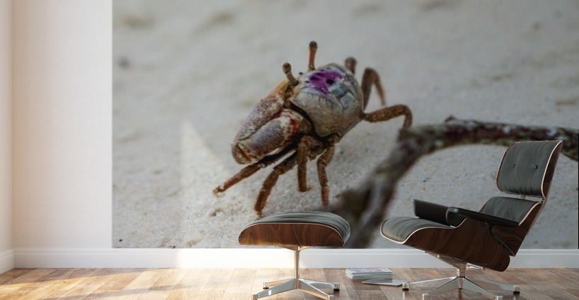 Fiddler Crab Wall Murals