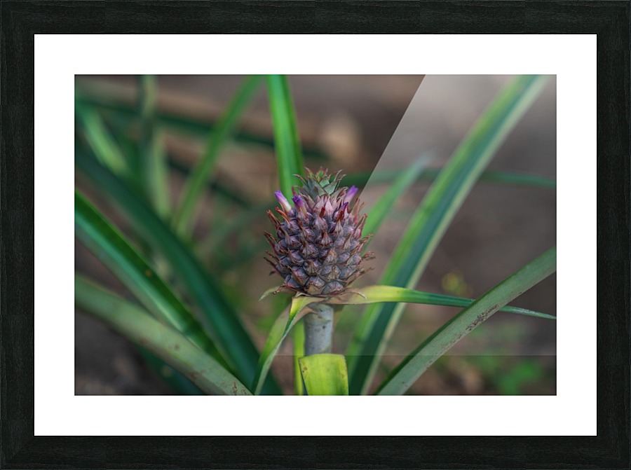 Baby Pineapple 3 Picture Frame print