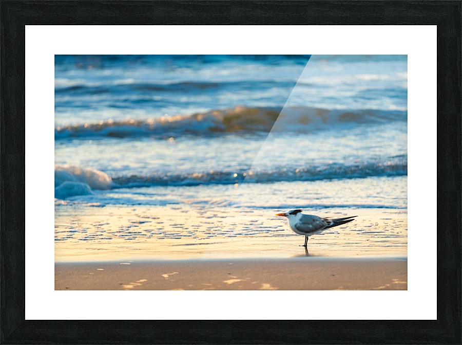 Royal Tern Picture Frame print