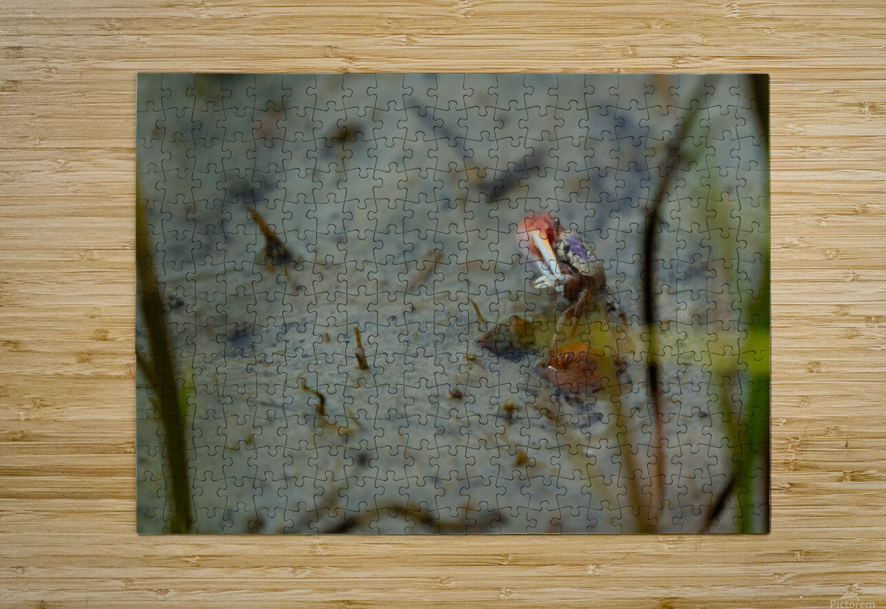 Fiddler Crab Peter Kaple Puzzle printing