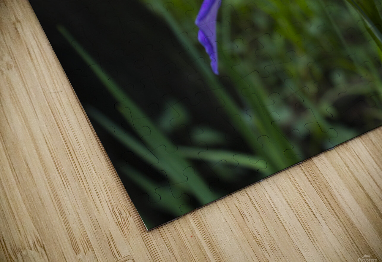Dixie Iris Close Up Peter Kaple Puzzle