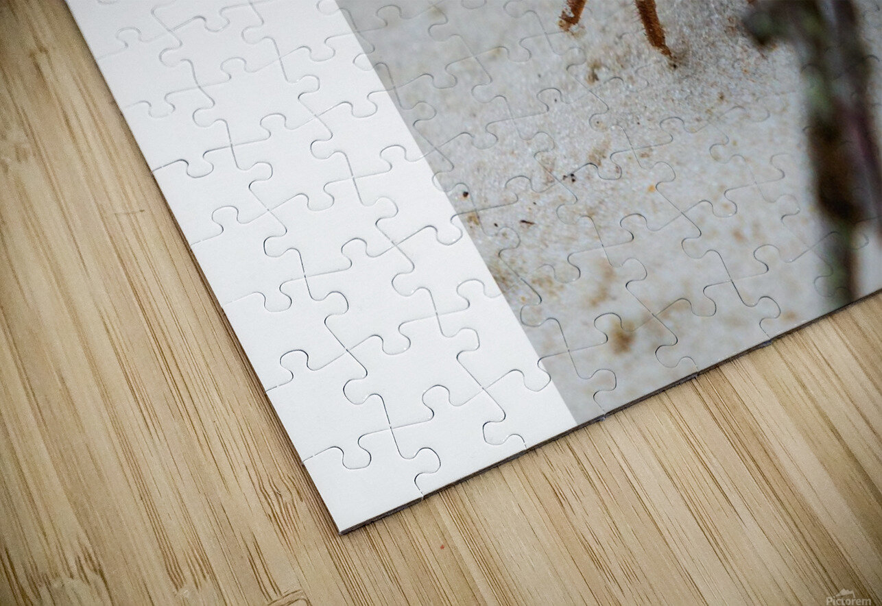 Fiddler Crab Peter Kaple Puzzle