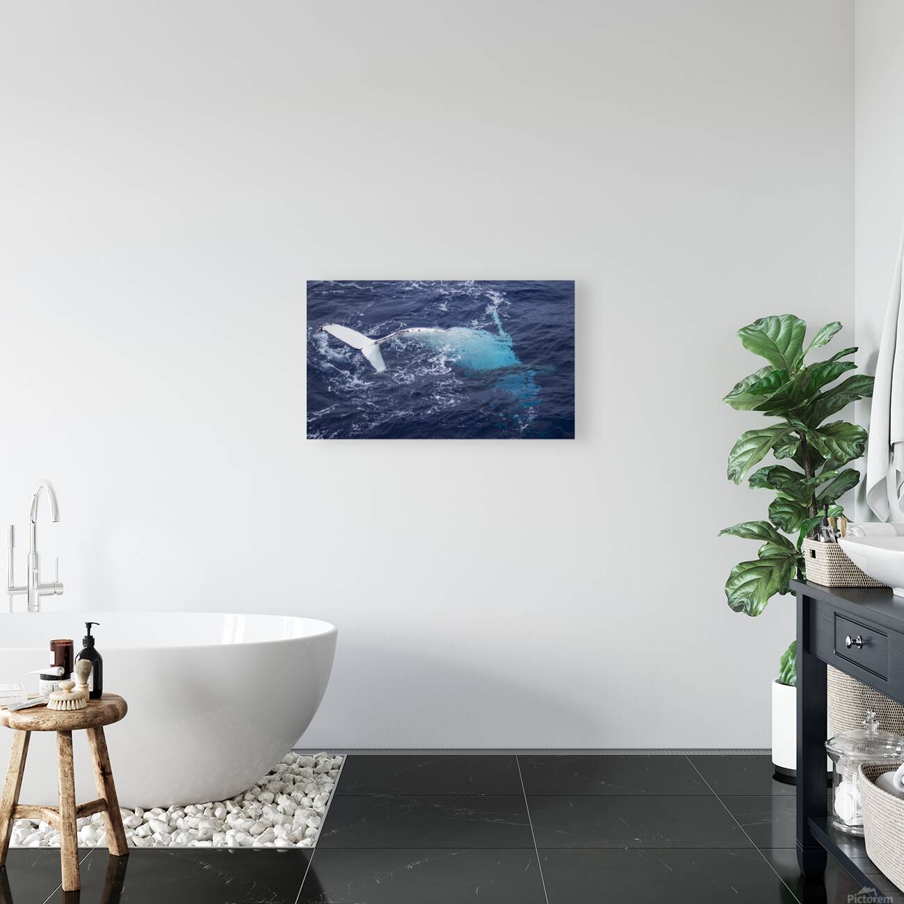 Humpback Whale Rolling Reproduction