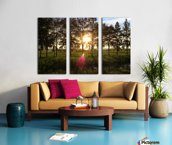 Cypress Sunset Split Canvas print