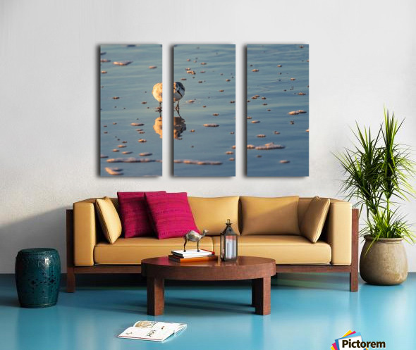 Sanderling Checking Things Out Split Canvas print