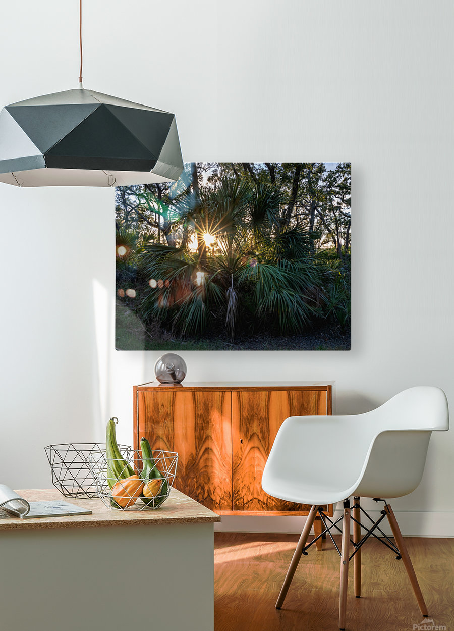 Sunset Through a Palmetto  HD Metal print with Floating Frame on Back