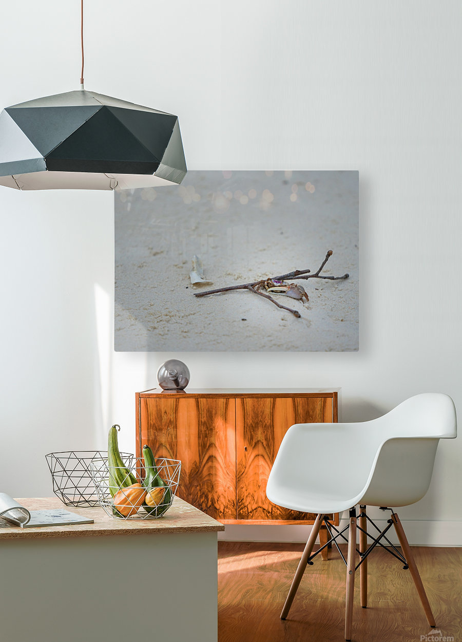 Fiddler Crab  HD Metal print with Floating Frame on Back