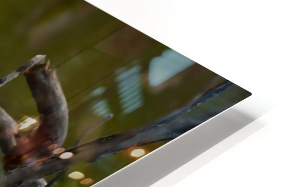 Snowy Egret HD Sublimation Metal print