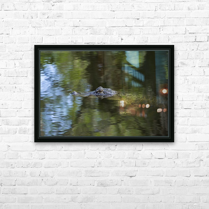 Alligator Swimming  HD Sublimation Metal print with Decorating Float Frame (BOX)