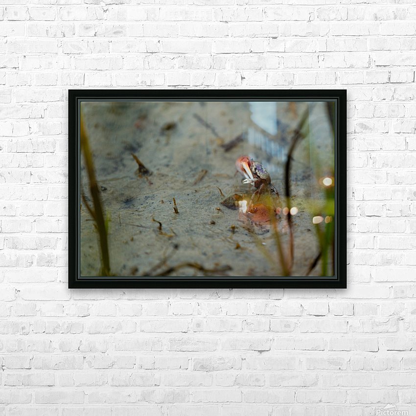 Fiddler Crab HD Sublimation Metal print with Decorating Float Frame (BOX)
