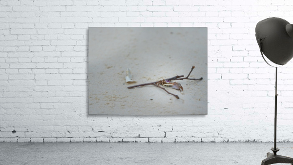 Fiddler Crab Wall Preview