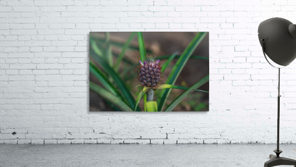 Baby Pineapple 3 Wall Preview