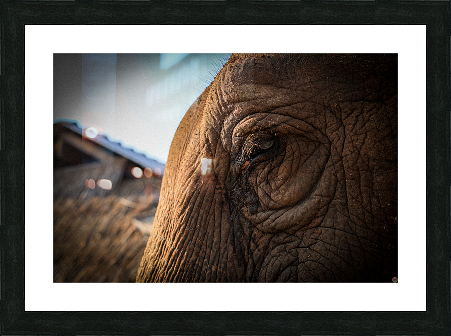 4U1A1342 Picture Frame print