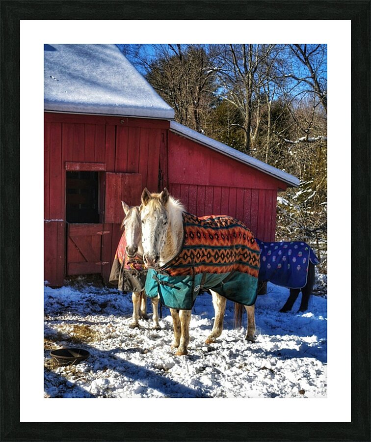 Horses in Winter Picture Frame print