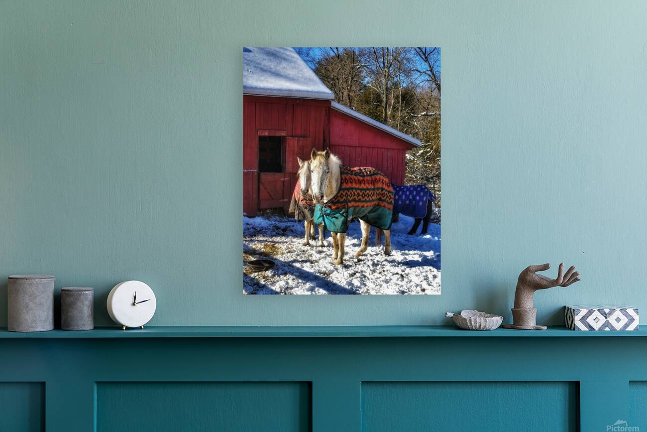 Horses in Winter Reproduction