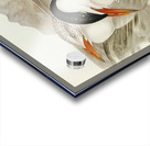 Caspian Tern Acrylic print