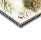 Little egret Acrylic print