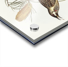 Red Wattlebird Acrylic print