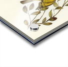 Varied Honeyeater Acrylic print