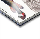 Longnose Gar Acrylic print