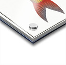 Labeo Boga Acrylic print