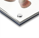 Lagoon Blackbar Triggerfish Acrylic print