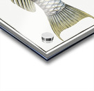 Redtail Parrotfish Acrylic print