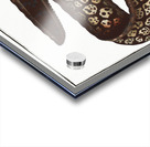 Mediterranean Moray Eel Acrylic print