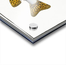 Spot Fin Porcupinefish Acrylic print