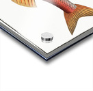 Striped Red Mullet Surmullet Acrylic print