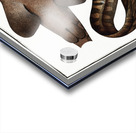 Zebra Shark Acrylic print