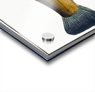 Tench Doctor Fish Acrylic print