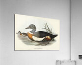 Australian Shelduck Acrylic Print