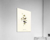 Black Honeyeater Acrylic Print