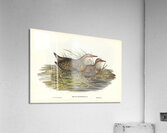 Buff Banded Rail Acrylic Print