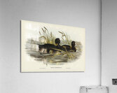 Eurasian Coot Acrylic Print