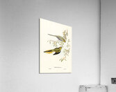 Elegant Parrot Acrylic Print
