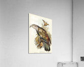 Kea Parrot Acrylic Print
