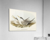 Greater Crested Tern 2 Acrylic Print