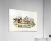 Inland Dotterel Acrylic Print